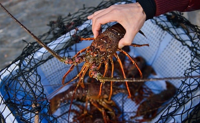 漁港直送！四万十町産の天然伊勢海老1～2匹（計600ｇ）／Dns-12