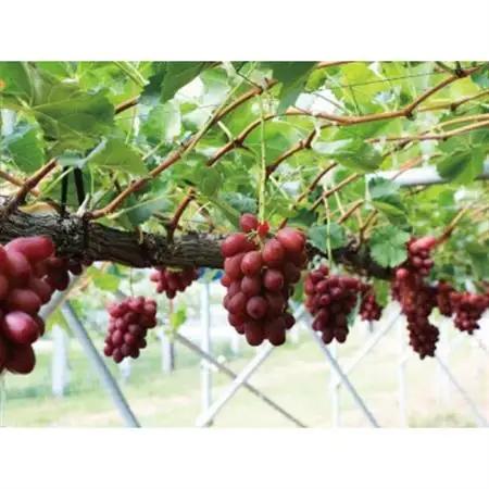【2026年発送】長野限定　信州産　産地直送　クイーンルージュ(赤ぶどう　約5kg(5～10房)【配送不可地域：離島】【1541975】