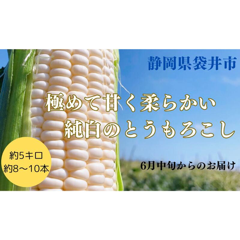 【ふるさと納税】【先行予約】⾄極の⽢さと果汁 白いとうもろこし おすすめ コーン トウモロコシ 採れたて 新鮮 健康 ヘルシー 人気 厳選 袋井市 　お届け：2026年6月中旬～下旬