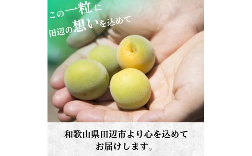 【先行予約】 青梅【紀州南高梅】 3kg（2026年5月～6月以降順次発送予定） / 生梅 梅干し 梅酒 梅ジャム 梅シロップ 産地直送 国産 和歌山 【tcs021】