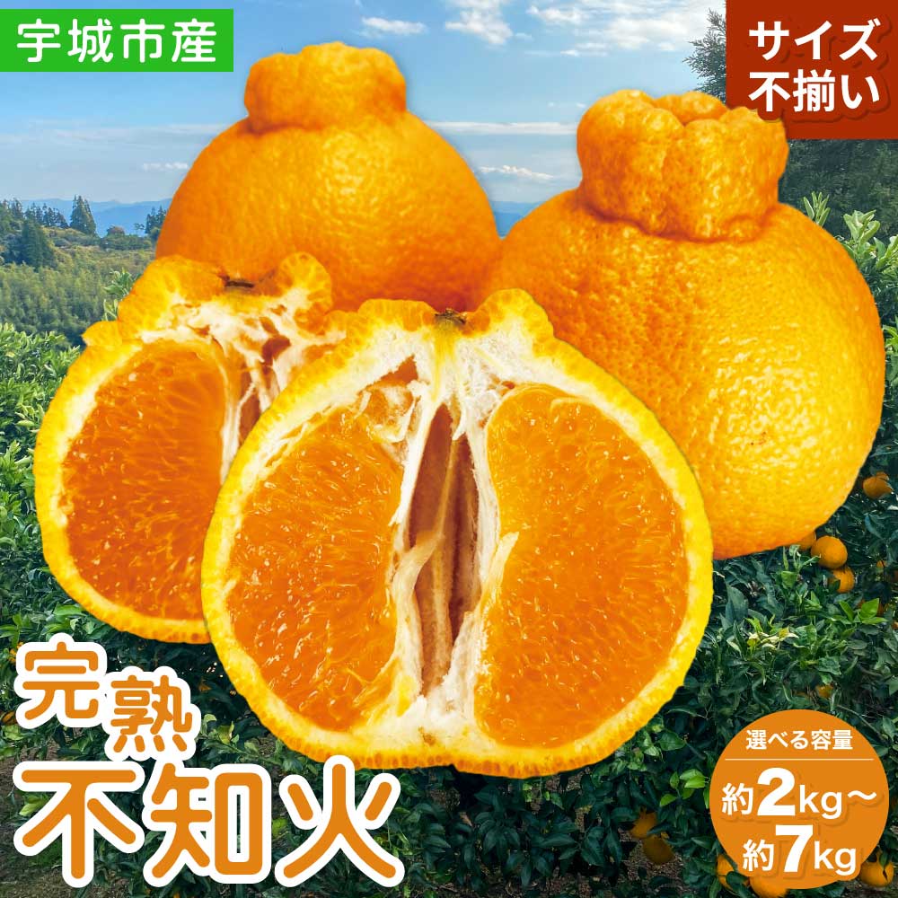 【ふるさと納税】 先行予約 不知火 家庭用 完熟不知火 【選べる内容量】(約2kg/約3kg/約5kg/約7kg) 【2026年2月上旬から3月下旬発送予定】 高橋果樹園 サイズ不揃い Mサイズ〜2Lサイズ しらぬい 柑橘 キズあり 訳あり SDGs B級品 デコポン® 不知火発祥の地熊本県宇城市