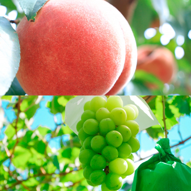 【定期便4回】とれたて旬果 秋冬ベスト4 FY25-019