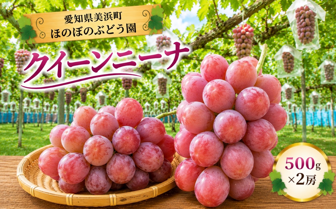
                  美浜町産 こだわりクイーンニーナ 500g×2 | ぶどう 果物 くだもの フルーツ ふるーつ 濃厚 季節限定 先行予約 旬 人気 おすすめ 愛知県 美浜町
                