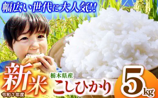 【先行予約】栃木県産コシヒカリ 5kg  | 新米 真岡市産 こしひかり コシヒカリ とちぎの星 銘柄 お米 米 おにぎり おむすび  ふるさと納税 先行 予約 栃木県 真岡市 送料無料