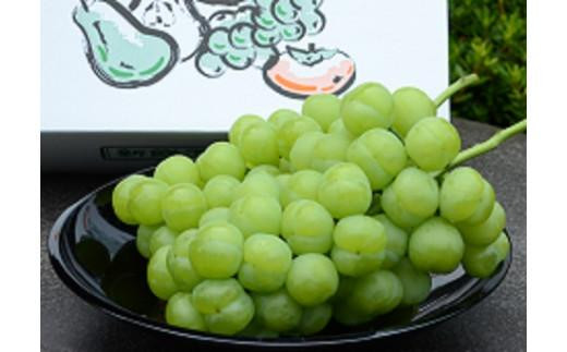 
                  鳥取市産ぶどう 瀬戸ジャイアンツ
                