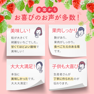 【定期便2回】 旬のいちご 約1000g