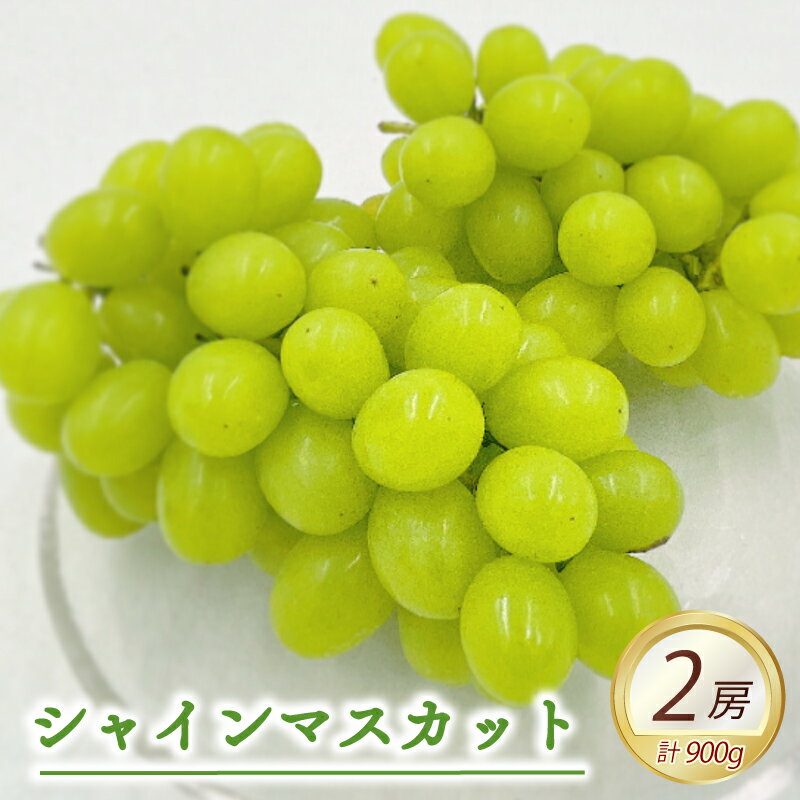 【ふるさと納税】 ★8月下旬から発送★ 松山市産 シャインマスカット 2房（計900g） ぶどう 葡萄 フルーツ 果物 産地直送 松山市産 フジ・アグリフーズ 期間限定 先行予約 くだもの ブドウ 大粒 おすすめ 人気 旬