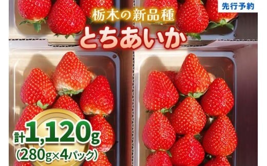 【定期便4回】いちご 栃木の新定番 「とちあいか」 1,120g (280g×4P)| 澳原いちご農園 栃木県 矢板市