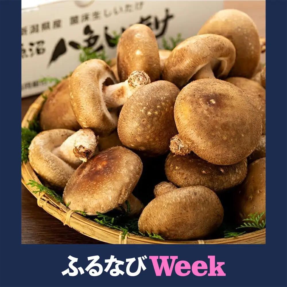 【ふるなびWEEK対象】【贈答用】厚いにもほどがある「八色しいたけ」1kg 厳選 大型 | しいたけ
