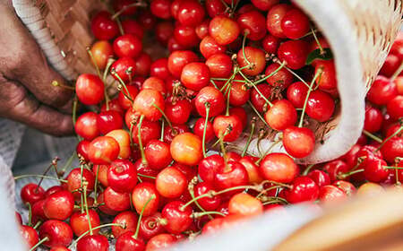 《先行予約 2025年発送》やまもりやまがたの定期便～ FSY-0210