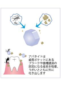 天然予防ハミガキ粉　シェルピカ80g×3本セット 【 歯磨き粉 ハミガキ粉 歯磨き 薬用ハミガキ オーラルケア 口臭予防 日用品 八雲町 北海道 】