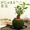 【ふるさと納税】がじゅまる苔玉 多幸の木 苔玉 がじゅまるの木 がじゅまる 観葉植物 インテリア ミニサイズ 植物 送料無料