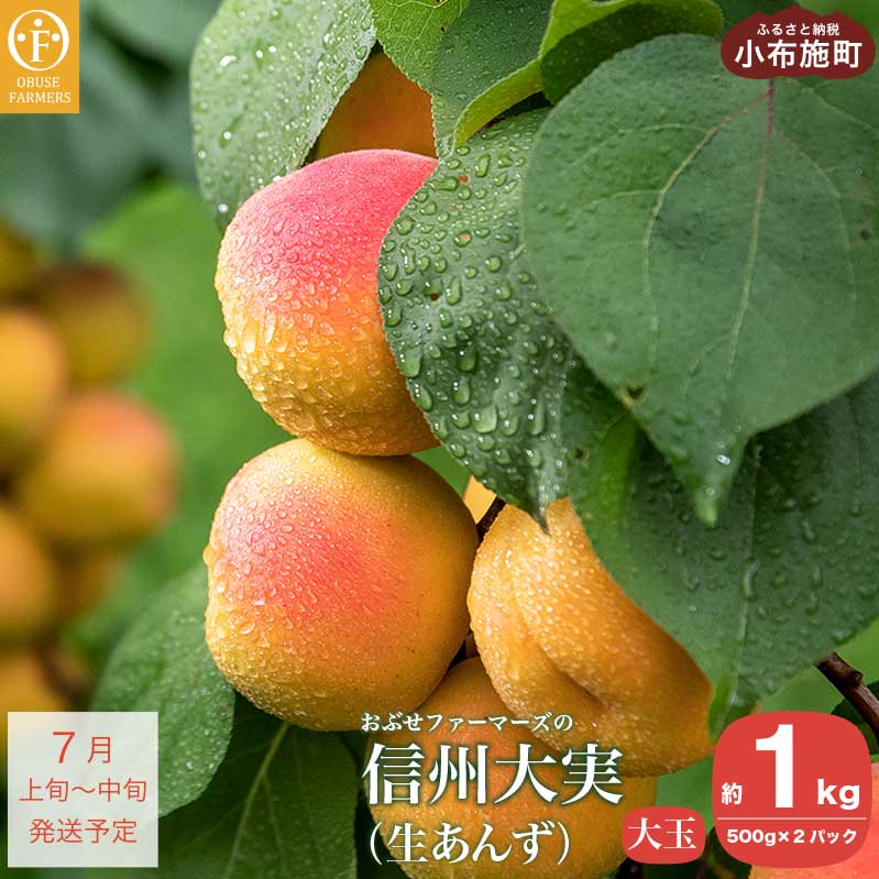 【ふるさと納税】信州大実 大玉 生あんず 約1kg 約500g × 2パック [おぶせファーマーズ] 期間限定 数量限定 果物 フルーツ 杏 あんず 生食 加工 1万円 一万円 令和7年産【2025年7月上旬～中旬発送】