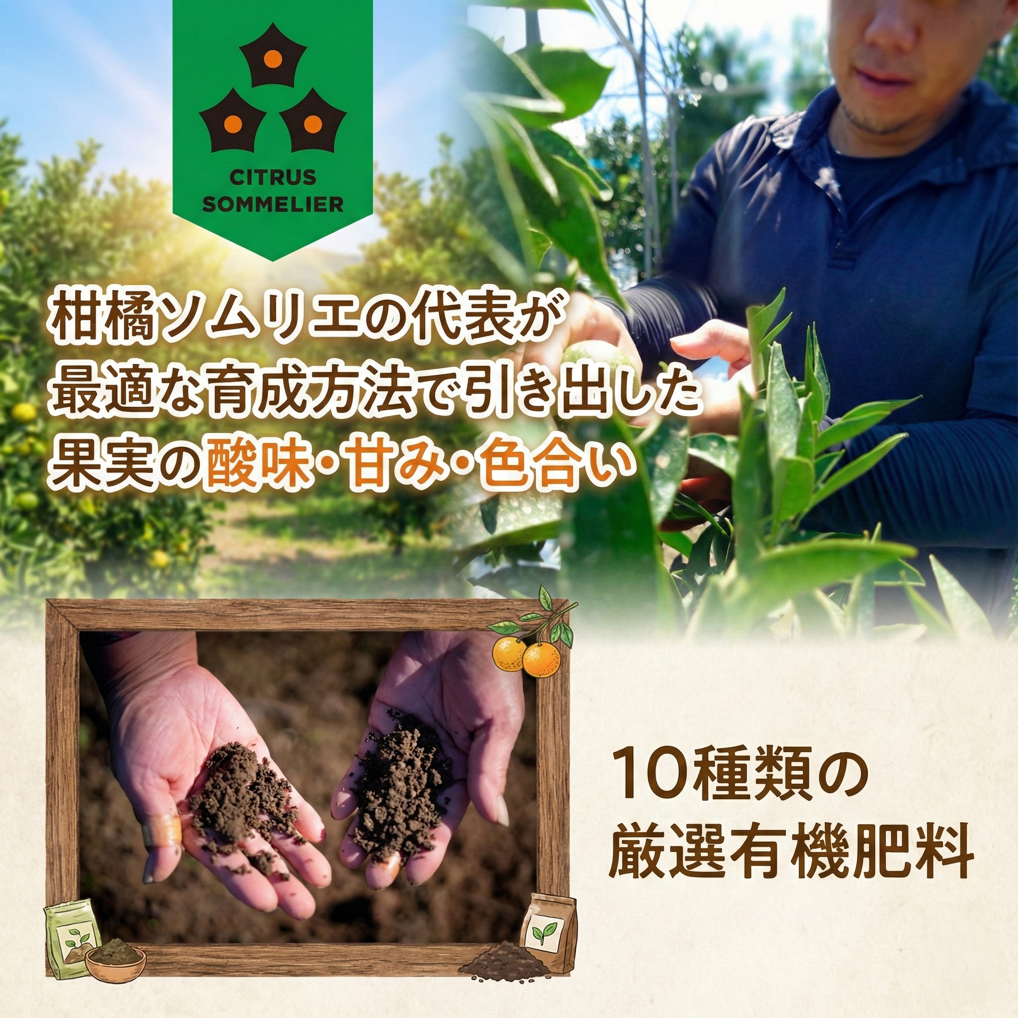 愛果28号 (紅まどんな と同品種) ギフトボックス Lから2Lサイズ 5玉 ご贈答 A品 秀品【2025年11月中旬から発送】 | あいか 紅まどんな 紅マドンナ と 同品種 愛媛みかん みかん ミ