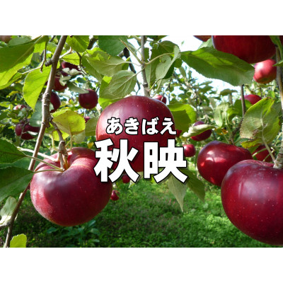 
            パリッとりんご!秋映 約10kg【1530795】
          