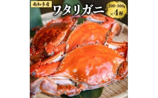 
            数量限定 ボイルワタリガニ 4杯 魚太郎 ボイル前:1匹200g～300g 新鮮 海鮮 ワタリガニ 渡り蟹 かにみそ 茹で ワタリ蟹 味噌 カニ わたり蟹 かに 魚貝類 ワタリガニ 蟹 ボイルガニ 味噌汁 ワタリガニ 魚貝 かに 渡りガニ 魚介 蟹 かに 天然 ワタリガニ 渡蟹 海産物 ふるさと納税蟹 海の幸 ふるさと納税かに ふるさと納税カニ 愛知県南知多町 人気 おすすめ 愛知県 南知多町 
          
