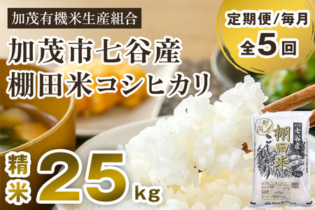 【令和7年産新米先行予約】【定期便5ヶ月毎月お届け】 七谷産 棚田米コシヒカリ 精米25kg（5kg×5）《10月中旬から順次出荷》白米