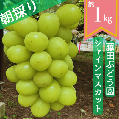 
                  ＜2026年先行予約＞藤田ぶどう園のシャインマスカット　約1kg_フルーツ 果物 ぶどう ブドウ 葡萄 シャインマスカット 藤田ぶどう園 先行予約 人気 美味しい【1555319】
                