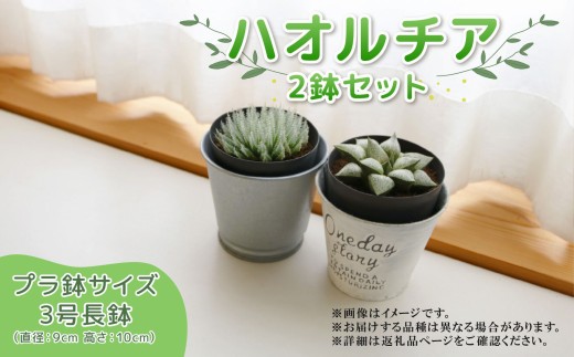 ハオルチア オブツーサ 寿（レツーサ） 2個セット アフターケア有 多肉植物 観葉植物 初心者 ナチュラル インテリア プラ鉢 ハオルチア 2種セット