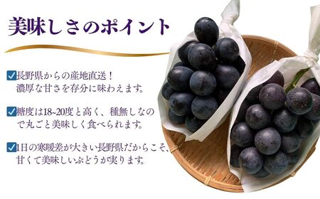 2025年 発送 先行予約 ナガノパープル 約1kg | ナガノパープル ぶどう 葡萄 皮ごと 種なし 高糖度 フルーツ 果物 特産品 オリジナル 品種 産地直送 千曲市 長野県 信州 先行予約