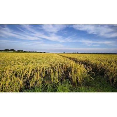 ふるさと納税 西脇市 兵庫県産・令和7年産【ヒノヒカリ】白米　5kg |  | 03