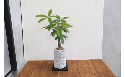 S060-076_エコ・ポチ チムニー 白 パキラ 観葉植物