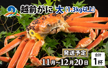 【先行予約】越前がに 大 （1.3kg以上） 1杯【2025年11月中旬より順次発送】