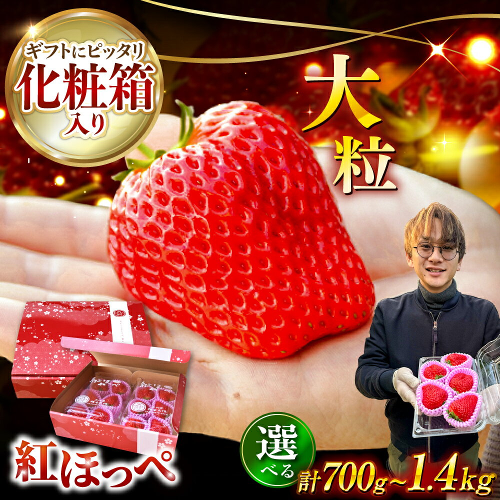【ふるさと納税】【先行予約】いちご 紅ほっぺ 超特大玉2パック or 4パック〈選べる容量〉 いちご 果物 フルーツ 愛西市 / はしもと園芸 [AECD001]
