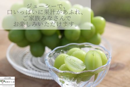 【数量限定】まるさん農園のシャインマスカット　約１ｋｇ　合計２房［MR-101］