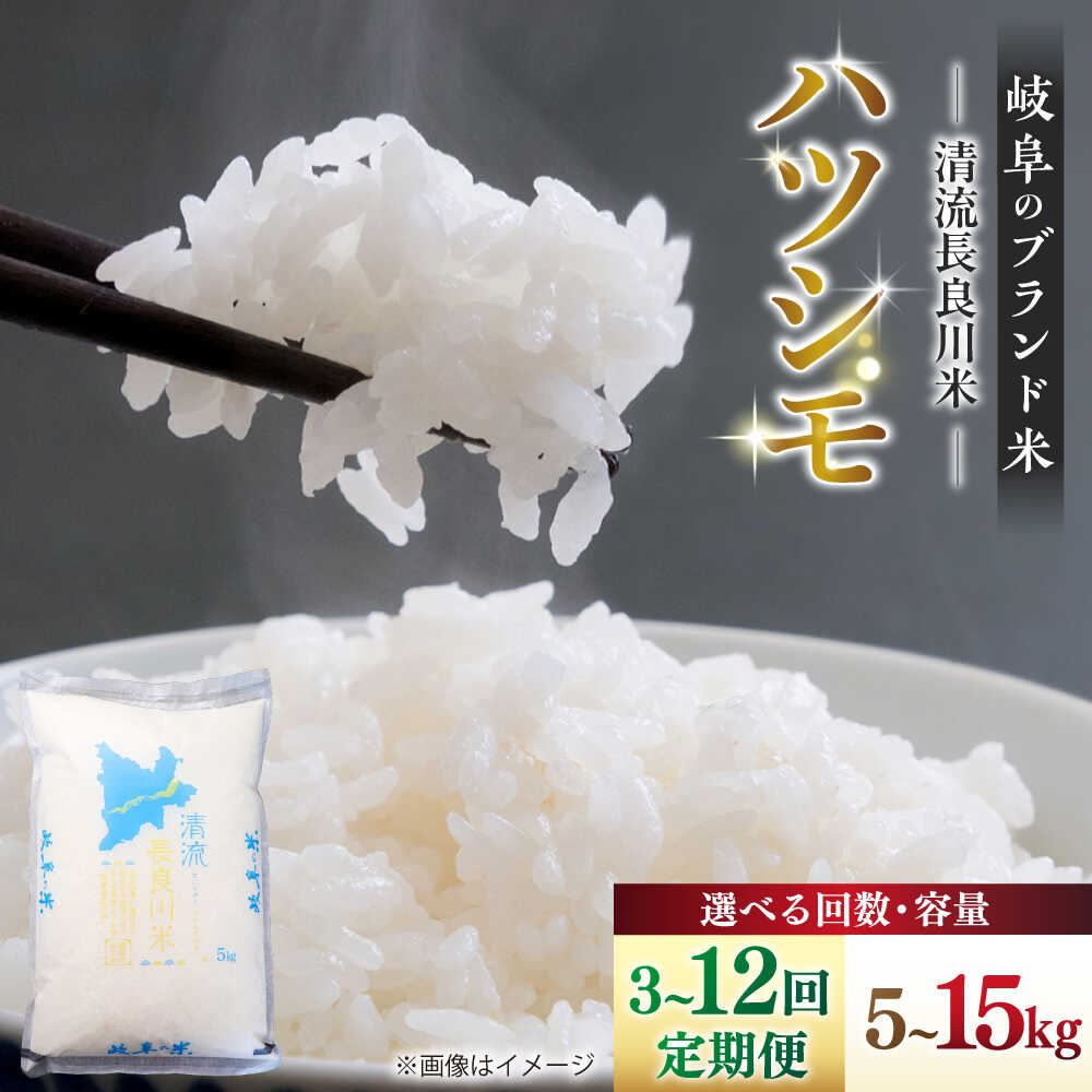 【ふるさと納税】【選べる容量・定期便回数】【R7年産】岐阜 ハツシモ 5kg 10kg 15kg 名水 100選に選ばれた 長良川 中流の水で育った 清流長良川米 ハツシモ はしつも 長良川 清流米 すし飯 冷めても美味しい お米 米 こめ 白米 5キロ 定期便 岐阜市 / 森ライス [ANCU005]