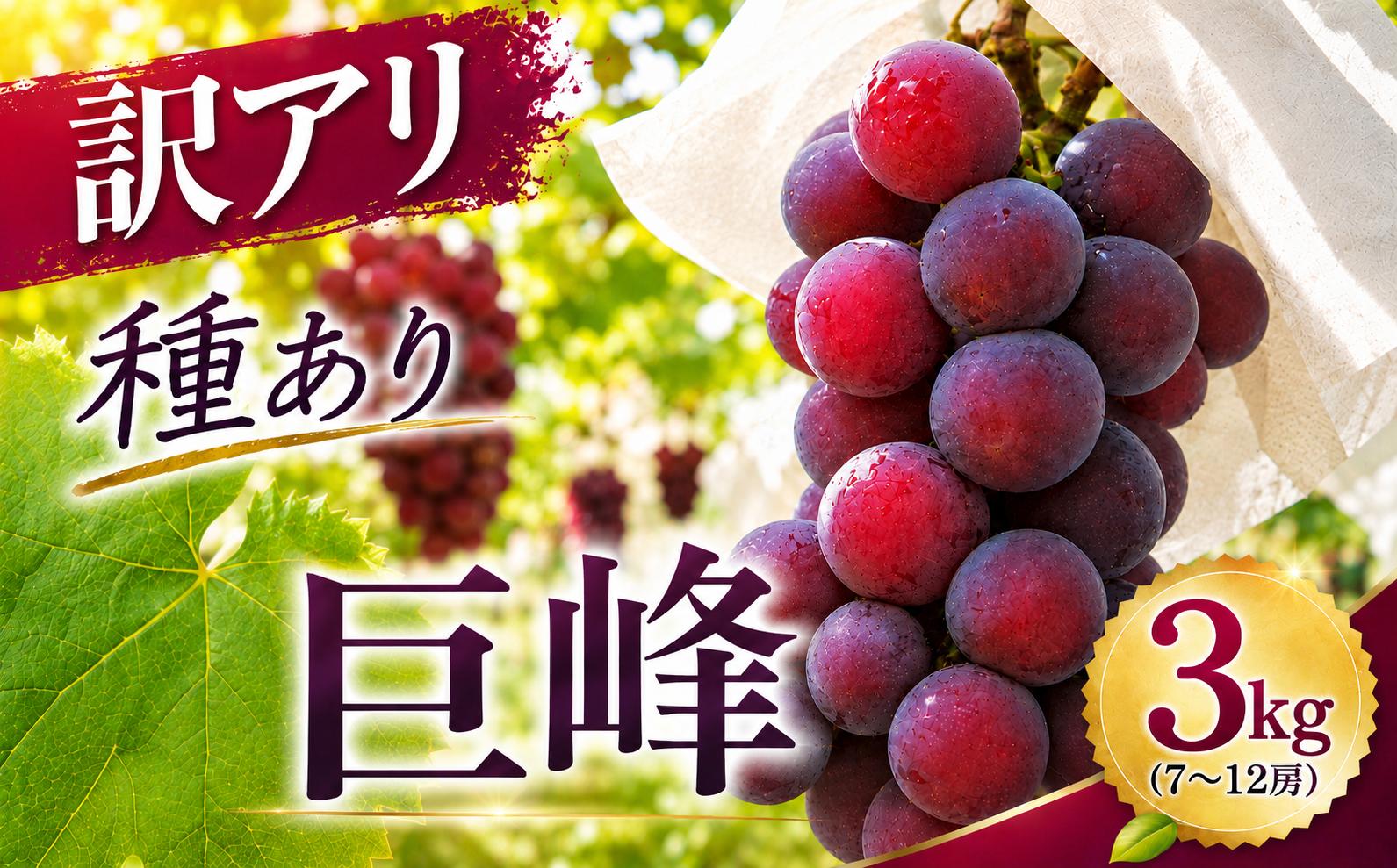 
                  巨峰 ブドウ ( 訳あり ) 約3kg (約7～12房)  | ブドウ ぶどう 葡萄 果物 フルーツ 果実 くだもの 訳アリ 家庭用 産地直送 大分県産 九州産 大分県 中津市
                