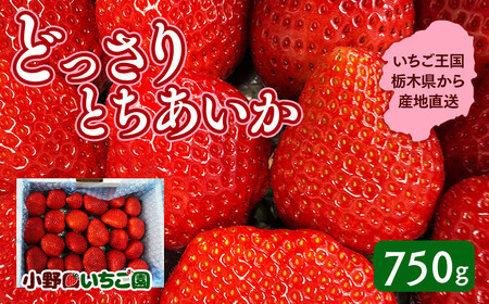 栃木県産 どっさりとちあいか【750g】 ｜ 家庭用 完熟 朝摘み 苺 いちご イチゴ とちあいか 果物 フルーツ 秀品 栃木県 壬生町 産地直送 ※2025年12月中旬頃より順次発送予定 ※離島への配送不可