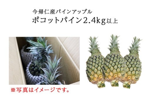 【先行予約】【2025年5月中旬~6月頃配送】今帰仁産パイン