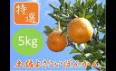 【ふるさと納税】＜先行予約＞土佐よさこいぽんかん【特選5kg】 国産 東洋町産 訳あり 甘酸っぱい 甘い 蜜柑 ミカン ジューシー 高知県 東洋町 四国 お取り寄せ フルーツ 果物 送料無料 産地直送 JT-01