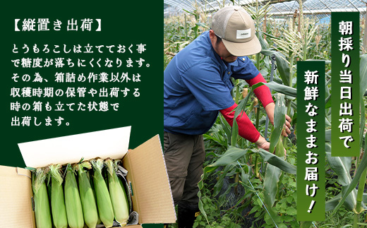 感動とうもろこし ( 約8kg / 20～26本 ) 数量限定 鹿児島産 ゴールドラッシュ ★2026年5月中旬以降発送★FR-522