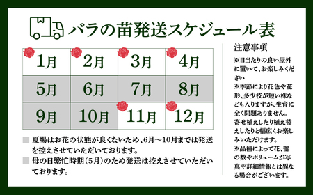 花 ミニバラ 6鉢詰め合わせ [11月～4月 お届け] 品種おまかせ 花 セントラルローズ mt1547
