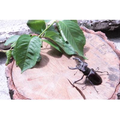 ふるさと納税 南山城村 ミヤマクワガタ(成虫)オスメス1ペア飼育セット付
