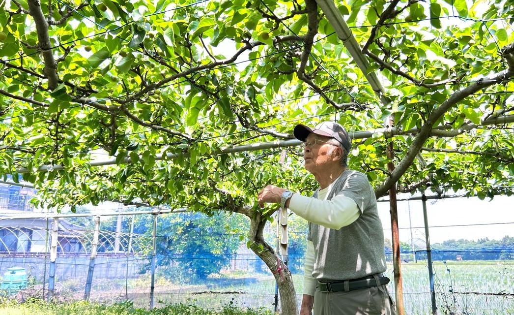 梨 なし ナシ 和梨 にっこり