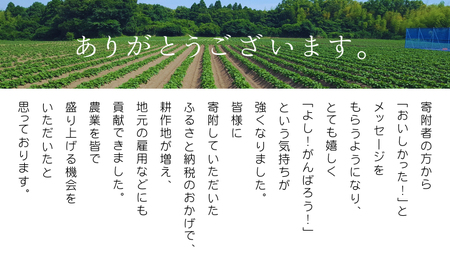 【ギフト】 茨城 八千代町産 国産 紅はるか 特製 干し芋 平干し 100g × 4 袋 ( 400g ) ポテト ラボ 特製 ほしいも 干しいも さつまいも お菓子 [BW028ya]