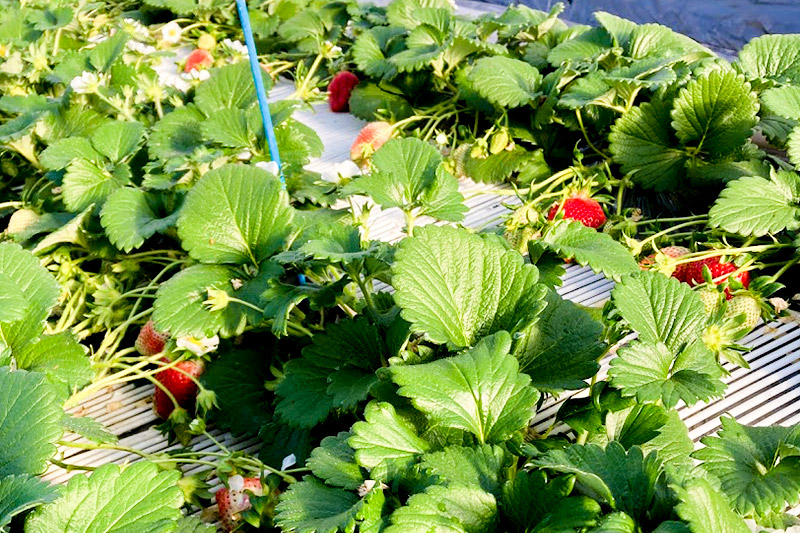 《2026年1月上旬〜2月上旬発送》中身おまかせ「やよいひめ」レギュラーパック 250g 4パック×1箱 山口いちご園 苺 イチゴ いちご