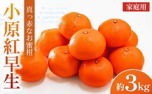 【2025年11月中旬より発送】ご家庭向け！真っ赤なお蜜柑「小原紅早生」約3kg