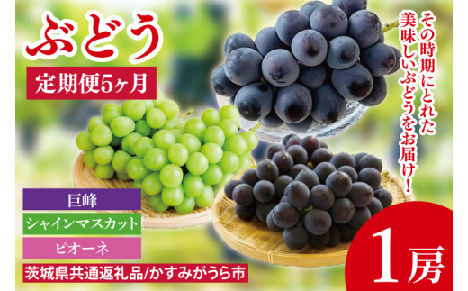 【先行予約】【2025年8月より発送開始】【5ヶ月定期便】ぶどうの定期便5か月　500g×1房（茨城県共通返礼品：かすみがうら市産）｜ぶどう 果物 フルーツ くだもの 定期便 フルーツ定期便 共通返礼品 先行予約 数量限定 茨城県 かすみがうら市産 大子町(CD151)
