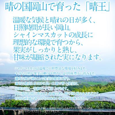 ふるさと納税 鏡野町 【発送月固定定期便】9月10月 シャインマスカット晴王 2房約1.4kg全2回 |  | 01
