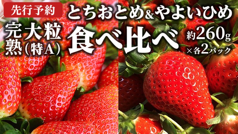 
            【 2026年1月上旬発送開始 】完熟！ やよいひめ 260g×2パック・とちおとめ 260g×2P 食べ比べ 国産 いちご イチゴ 苺 [BC008sa]
          