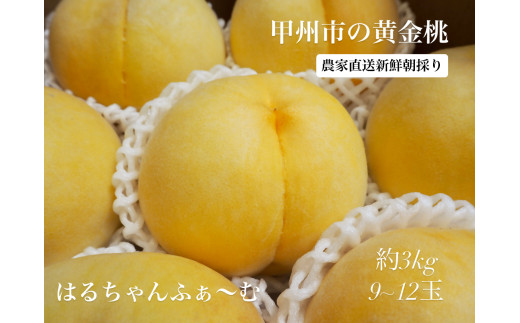 朝採れ 甲州市の黄金桃 約3kg（9～12玉）【2026年発送】（HCF）B11-846 【黄金桃 桃 もも モモ 令和8年発送 期間限定 山梨県産 甲州市 フルーツ 果物】