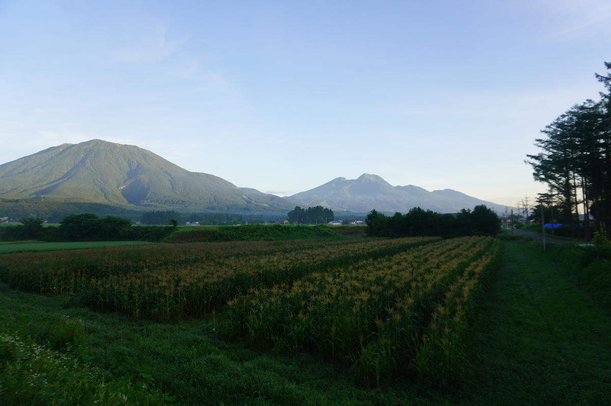 ナツビ農園『どきどきコーン』10本セット（約4.5kg）/ 20本セット（約9kg）2025年夏分のご予約受付中！信濃町名産とうもろこし／白と黄色のバイカラー品種 令和7年7月下旬～8月下旬に随時出荷
