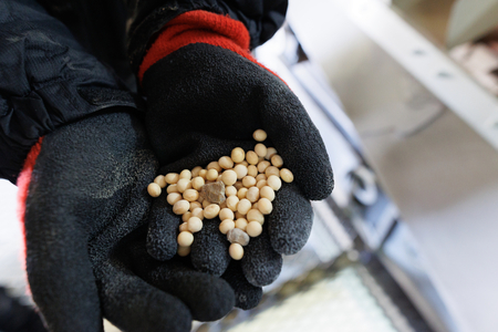 北海道芽室町 北海道産オーガニック玄米味噌 2kg　味噌 玄米 オーガニック 健康 大豆 北海道 me059-005c