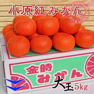 先行予約 小原紅早生みかん 約5kg 2Lサイズ 香川県産みかん