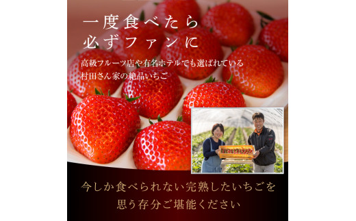 【4月上旬発送】 いちご 村田さん家のいちご 【幸白いちご】1箱／12～15粒 イチゴ 苺 白いちご 淡雪 ジューシー とちおとめ 大粒 甘い 紅白 お祝い 贈答 にも オススメ 苺 村田さん家のいちご 村田農園 茨城県 鉾田市