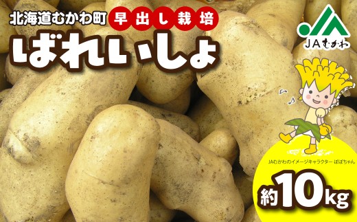 ＜2026年8月上旬より発送＞ばれいしょ 【 ふるさと納税 人気 おすすめ ランキング  馬鈴薯 バレイショ 芋 いも じゃがいも ジャガイモ 野菜 こだわり ご当地 むかわ 鵡川 北海道 むかわ町 送料無料 】 MKWAL2001